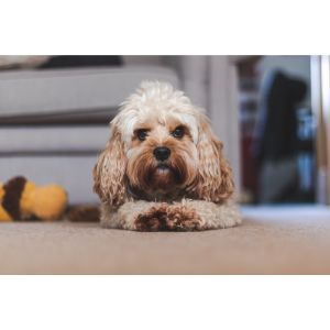 Conclusion-For-Best-Cockapoo-Breeders-In-Florida