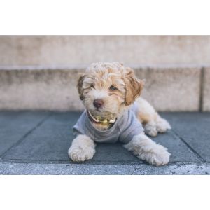 Conclusion-For-Best-Cockapoo-Breeders-In-Georgia