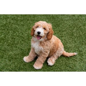 Conclusion-For-Best-Cockapoo-Breeders-In-Illinois