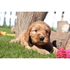 Conclusion-For-Best-Cockapoo-Breeders-In-Maryland
