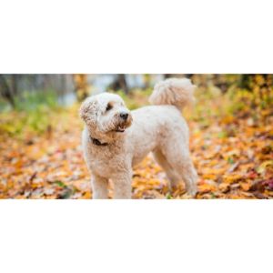 Conclusion-For-Best-Goldendoodle-Breeders-In-California