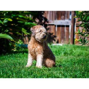 Conclusion-For-Best-Goldendoodle-Breeders-In-Colorado