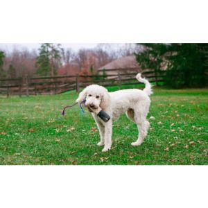 Conclusion-For-Best-Goldendoodle-Breeders-In-Georgia