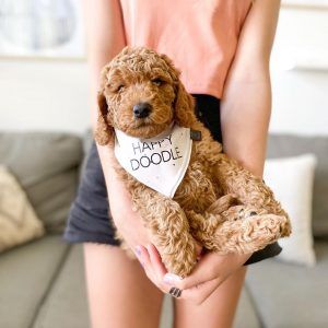 Conclusion-For-Best-Goldendoodle-Breeders-In-Illinois