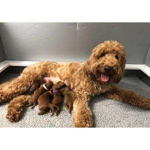 Conclusion-For-Best-Goldendoodle-Breeders-In-Indiana