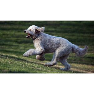 Conclusion-For-Best-Goldendoodle-Breeders-In-New-England