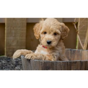 Conclusion-For-Best-Goldendoodle-Breeders-In-Texas