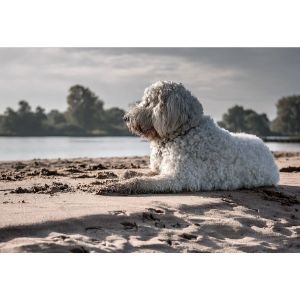 Conclusion-For-Best-Goldendoodle-Breeders-In-Wisconsin