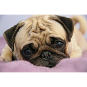 Conclusion-For-Best-Pug-Breeders-In-California