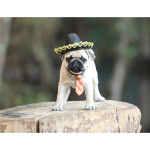 Conclusion-For-Best-Pug-Breeders-In-Colorado