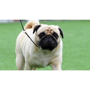 Conclusion-For-Best-Pug-Breeders-In-Illinois