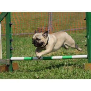Conclusion-For-Best-Pug-Breeders-In-Massachusetts
