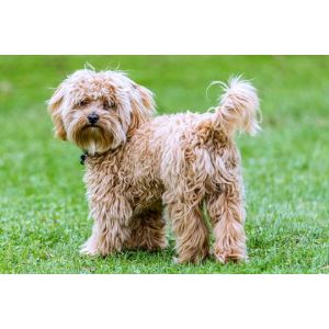 Conclusion-For-Cavapoo-Colors