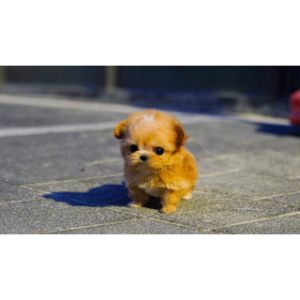 Conclusion-For-Facts-About-The-Toy-Maltipoo