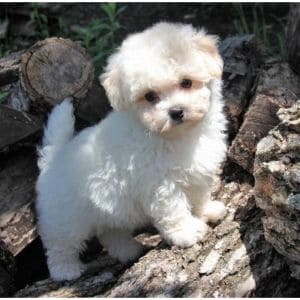 Conclusion-For-Maltipoo-For-Adoption-Top-Rescues-In-The-USA