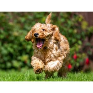 Factors-To-Consider-When-Adopting-Cockapoo-Puppies-In-New-Jersey