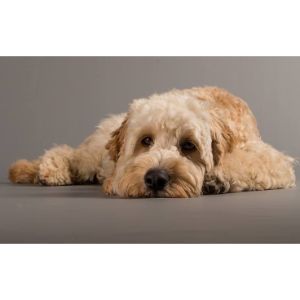 Factors-To-Look-For-While-Adopting-Cockapoo-Puppies-In-California