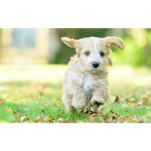 Factors-To-Look-For-While-Adopting-Cockapoo-Puppies-In-Georgia