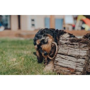 Factors-To-Look-For-While-Adopting-Cockapoo-Puppies-In-Illinois