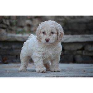 Factors-To-Look-For-While-Adopting-Cockapoo-Puppies-In-Maryland