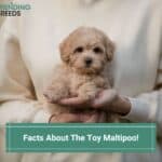 Maltipoo Dog Breed Guide, Pictures, Sizes, and Info! (2022)