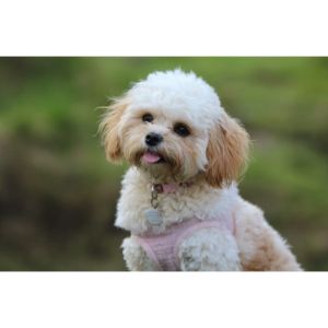 Facts-About-The-Toy-Maltipoo