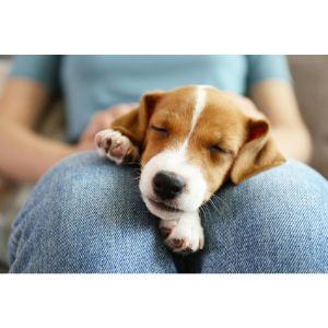 Final-Thoughts-Best-Questions-To-Ask-Puppy-Breeders
