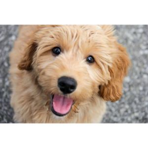 Forever-Goldendoodle