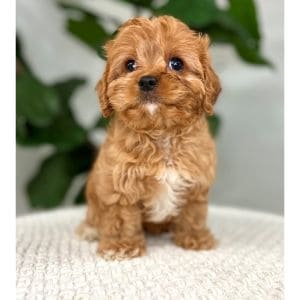 Full-Grown-Cavapoo