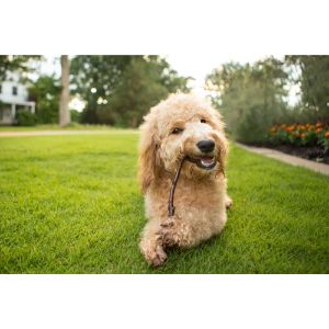 Goldendoodle-Puppies-In-California