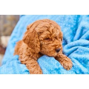 Goldendoodle-Puppies-In-Colorado