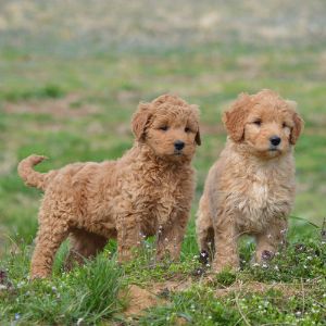 Goldendoodle-Puppies-In-Georgia