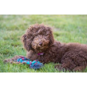 Goldendoodle-Puppies-In-Illinois