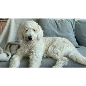 Goldendoodle-Puppies-In-Michigan