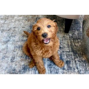 Goldendoodle-Puppies-In-New-England