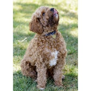 Health-Differences-Between-a-Cockapoo-And-a-Cavapoo