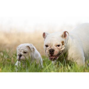 How-Can-You-Tell-If-A-Bulldog-Is-Ready-To-Give-Birth