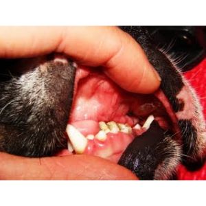 How-Do-I-Stop-My-Dog-From-Grinding-His-Teeth