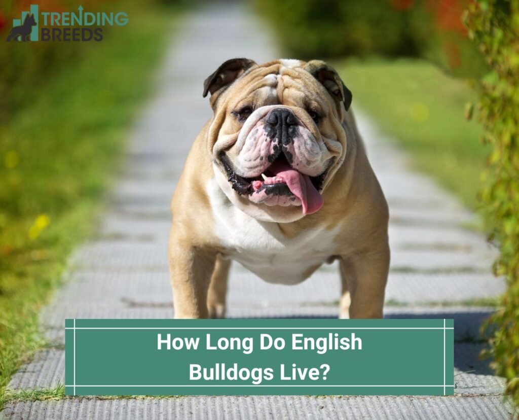 How-Long-Do-English-Bulldogs-Live-template