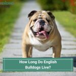 How Long Do English Bulldogs Live? (2022)