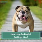 How-Long-Do-English-Bulldogs-Live-template