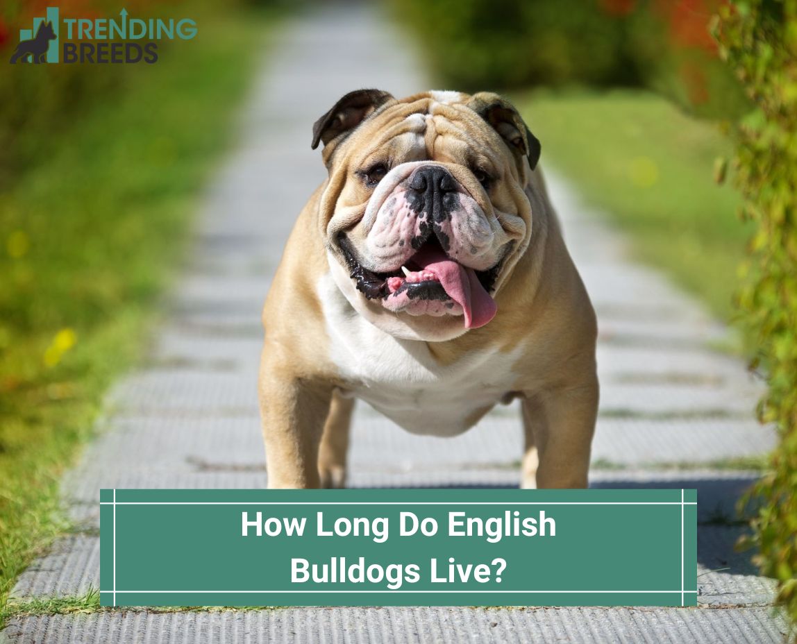 How Long Do English Bulldogs Live? (2024)