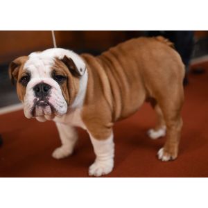 How-Long-Do-English-Bulldogs-Live