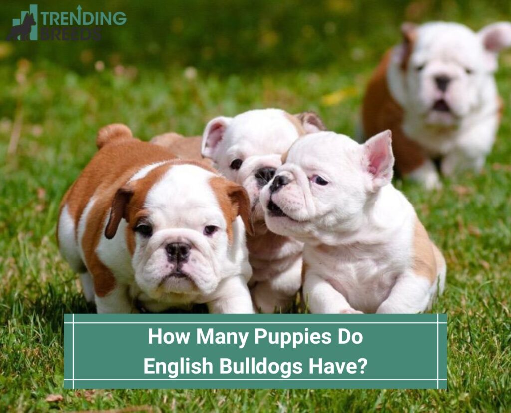 How Many Puppies Do English Bulldogs Have