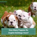 How Many Puppies Do English Bulldogs Have? (2022)
