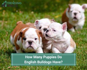 How-Many-Puppies-Do-English-Bulldogs-Have-template