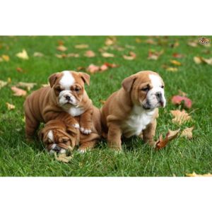 How-Many-Puppies-Do-English-Bulldogs-Have