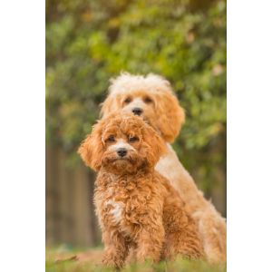 How-To-Choose-a-Cavapoo-Breeder-In-Virginia