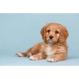 How-To-Choose-a-Cavapoo-Breeder-In-Wisconsin