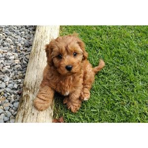 How-To-Choose-a-Cavapoo-In-California